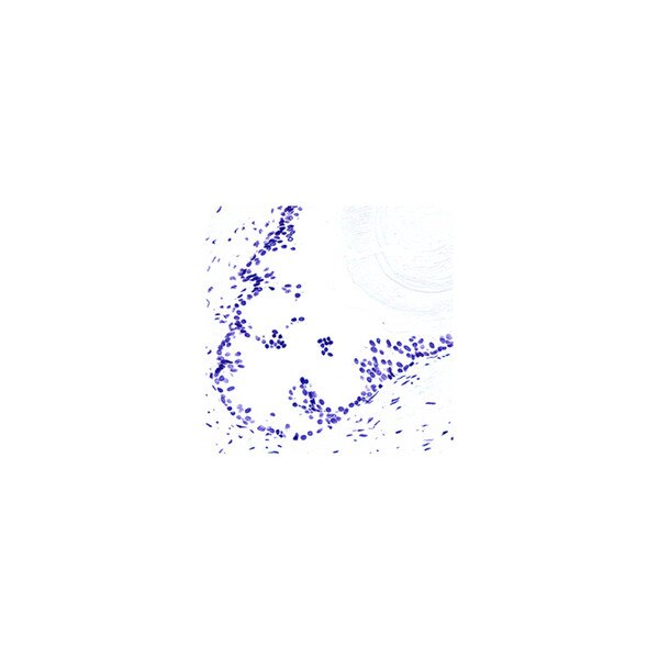 Blue Feulgen Stain Kit